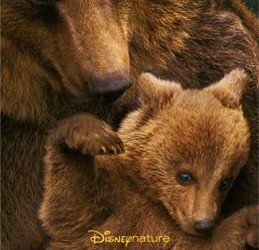 Disneynature’s BEARS – Trailer & Poster Now Available!!!